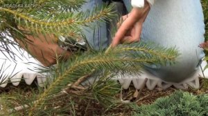 Формирование кроны сосны (ч.6).