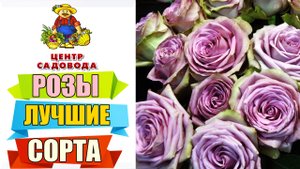 ЭТИ РОЗЫ НАДО ПОКУПАТЬ! ЛУЧШИЕ СОРТА 2022 ГОДА