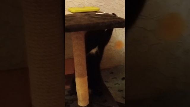 cats and favorite things / entertainment for cats and cats / развлечение для кошек и котов