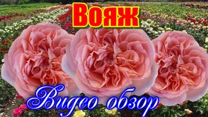 Обзор розы Вояж (Чайно гибридная) -  Voyage (Tantau 2013)
