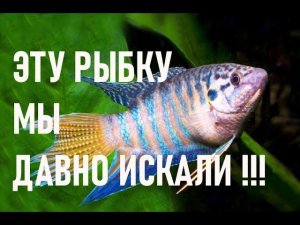 ДАВНО ИСКАЛИ ! ГОЛУБОЙ МАКРОПОД | Macropodus opercularis BLUE