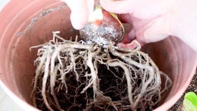 ¿CÓMO Trasplantar AMARYLLIS? (Hippeastrum) 🌹| Renovar MATERIA ORGÁNICA | BIOLOGÍA | #amaryllis смотреть онлайн