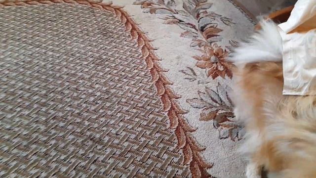 Щенкам померанского шпица 2,5 месяца смотреть онлайн