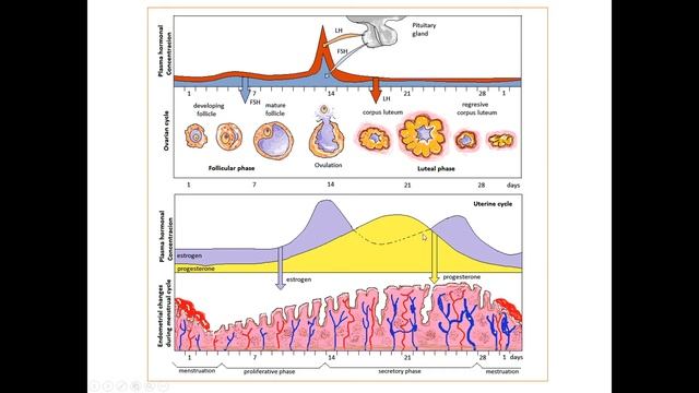 Циклические изменения эндометрия смотреть онлайн
