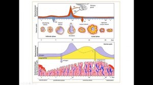 Циклические изменения эндометрия