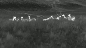 Pard - TA62 35 Thermal Monocular with Deer Footage
