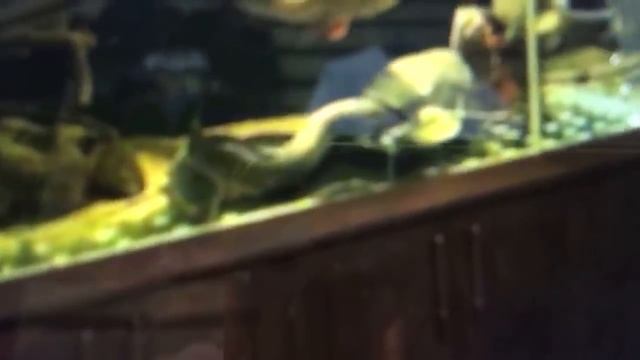 Пробная трансляция из офиса аквариумпермь.рф смотреть онлайн