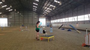 Bindi Akc Agility Nov Std 8/15/21