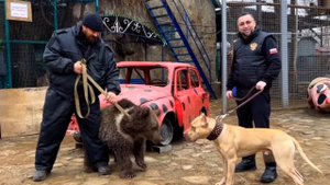 Лицом к Лицу! Питбуль Граф и Донецкий Медведь