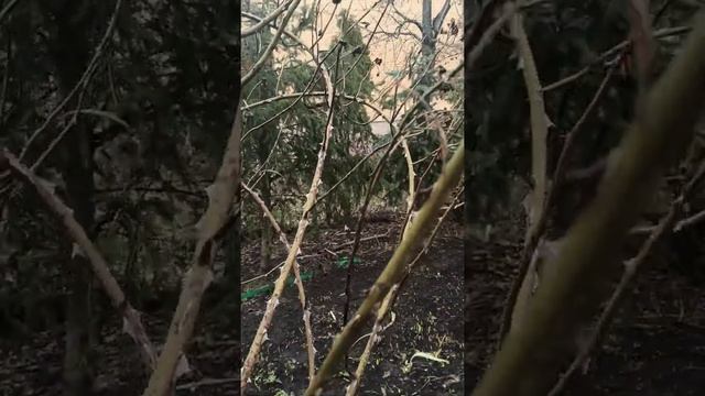 Весенние работы в саду. Обрезка плетистых роз. смотреть онлайн