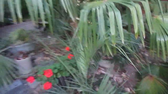 Pindo Palm tree for northern growing zones смотреть онлайн