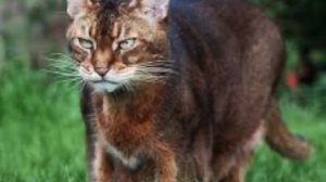 Абиссинская кошка. Любитель детишек и не только