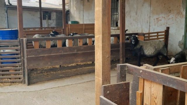 Романовские бараны. Гиганты ?? Сербия смотреть онлайн