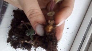 Глоксиния, рассаживаю деток с клубеньками