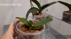 Результат применения удобрения Аминозол!