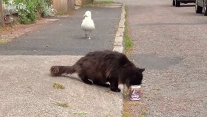 ЧАЙКА В ДЕЛЕ... Наглые чайки против кролика, крысы, лебедя и даже человека