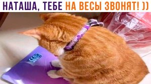 КОТЯ, ЭТО ТЫ СТОЛЬКО ВЕСИШЬ ))) Приколы с котами | Мемозг 1182