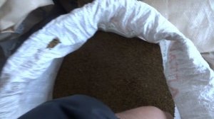 Семена донника желтый : отличный медонос и лучший сидерат