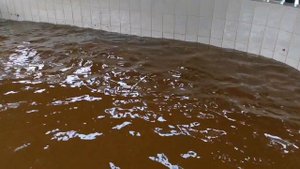 На Владимировском осетровом рыбоводном заводе выпустили очередную партию малька в Амур