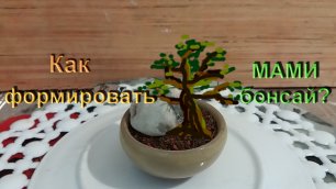 2.Формировка бонсай МАМЕ. часть 2 part Shaping bonsai MAME.mp4