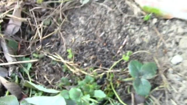 Что бы пчёлы не болели. смотреть онлайн