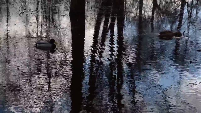Уточки в Воронцовском парке