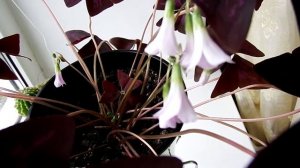 Комнатное растение. Кислица. Оксалис./ Indoor plant. Oxalis.
