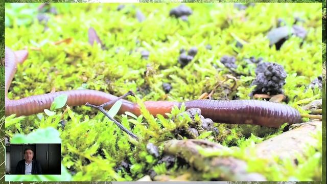 Гигантские черви, которые действительно существуют. смотреть онлайн