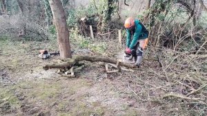 Small Dangerous LEANING TREES Had To Be REMOVED