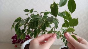 Сделайте это обязательно весной!!! Фикус Бенджамина, Мирт ??