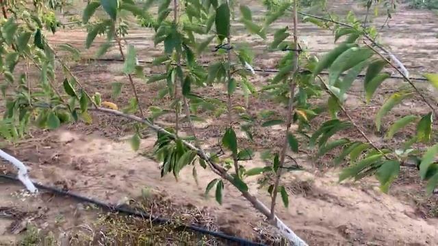 Pacific Red Cherry Variety. U.F.O System смотреть онлайн