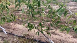 Pacific Red Cherry Variety. U.F.O System