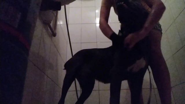 Купание Кане Корсо Фанни||Купаю собаку||Водные процедуры для собаки||Собака в ванной||Soni