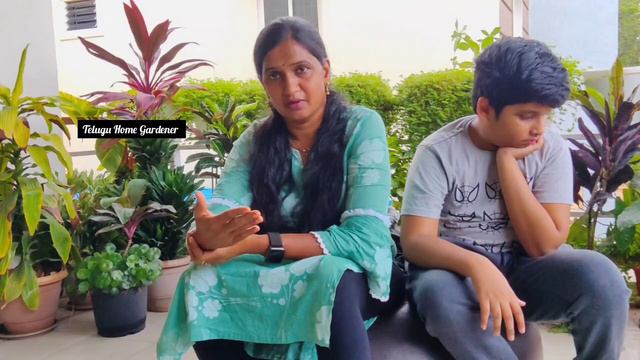 Giveaway Turtle vine Green and Purple|Gladiolus,Amarlilly,Rain lilly,Table roses, Lilly Multipetal смотреть онлайн