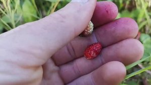 Чем отличается лесная клубника от земляники/ Ищем смородину в зарослях малины./Центральная Сибирь.