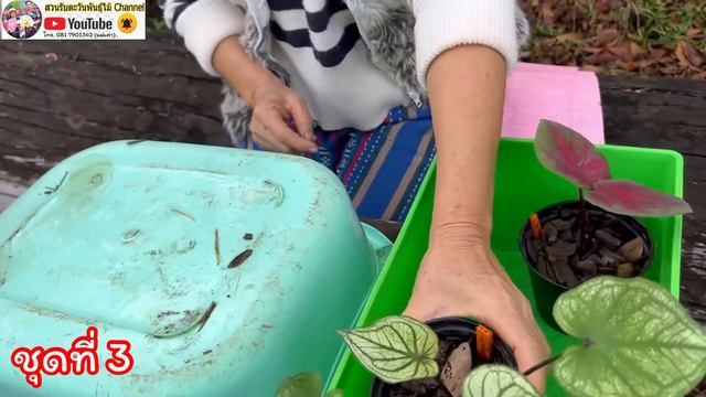 จดโปรตอนรบปใหม 2566 แบงปนบอนส บอนสวย สวนรบตะวนพนธไม