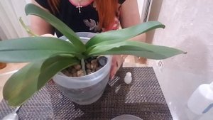 Водоросли в горшках. Замачиваю орхидею в растворе перекиси водорода, 18.06.2020 часть 1