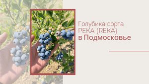 Обзор голубики сорта Река Подмосковье HD 1080p