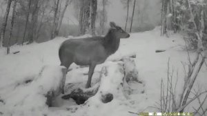 изюбрь на солонце