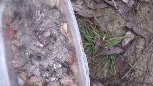 Посадка озимого чеснока в октябре 2021 год