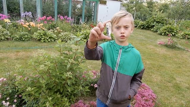 Как избавится от кротов на участке. 100% надежный способ. смотреть онлайн