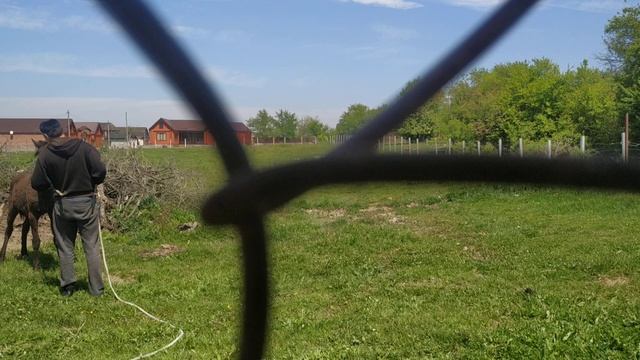 Лошадь / Жеребец - при чистке. История Взросления коня. Моя Лошадь #3 смотреть онлайн