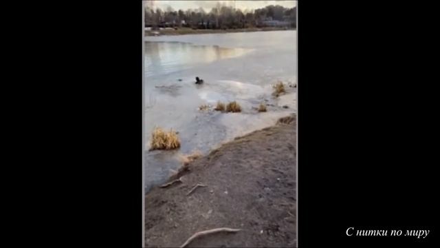 Бедная собака провалилась под лёд. Хозяйке пришлось нырять в ледяную воду смотреть онлайн