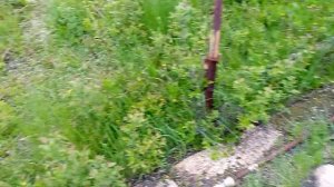 Самодельный капельный полив в теплице из поликарбоната.