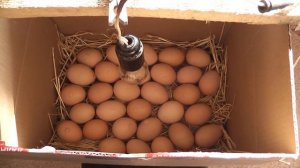 Инкубирование яиц в картонной коробке. День первый