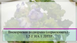Подкормите цветы "Английской солью": заставляет РАБОТАТЬ по-максимуму