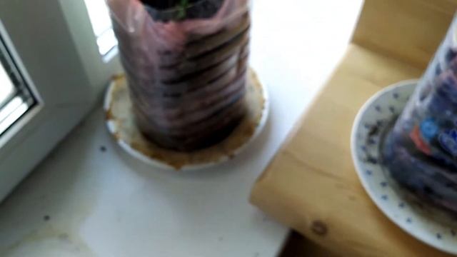 Розы Семена Алтая зацвели на окне//Розы для новичка//Роза из коробки//HELP!!! не растет апаллачи смотреть онлайн