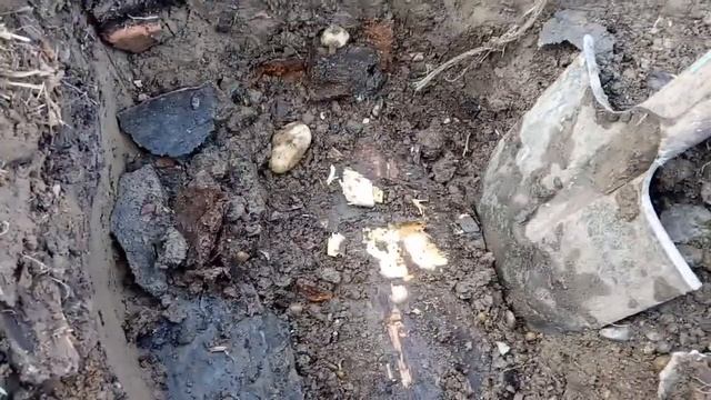 Лиственница в воде. Спустя 10 лет.