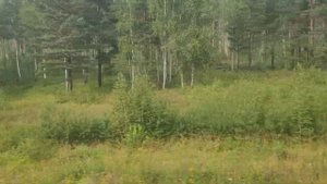Вид из окна поезда. Сибирь под стук колес @ View from the train window. Siberia (Russia) 2