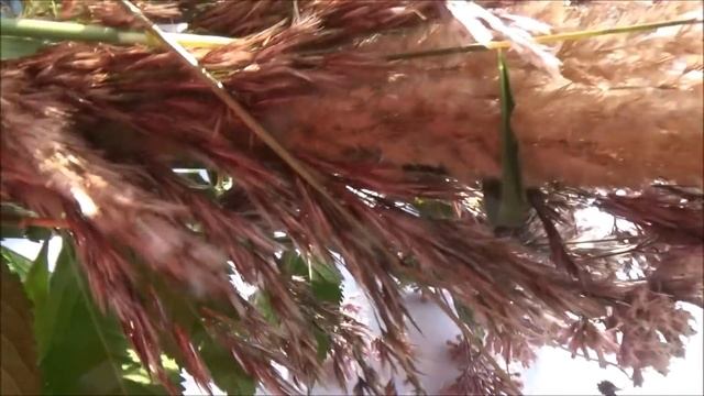 Дача. Рыбаки. Вероника, клопогон. Кашпо из Fix Price. По саду с Таней. смотреть онлайн